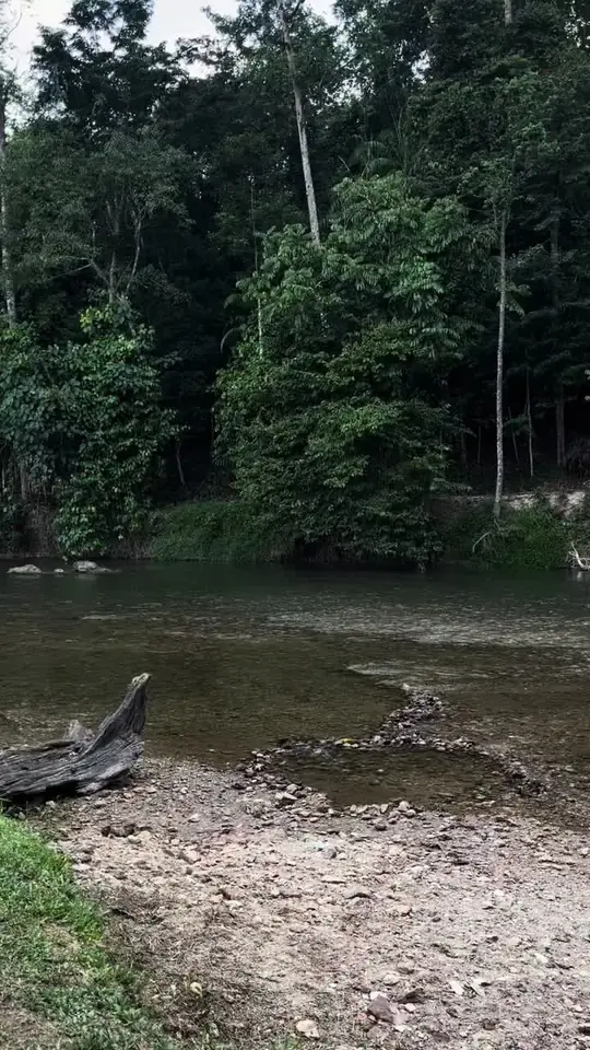 Tebing sungai berbatu dengan hutan